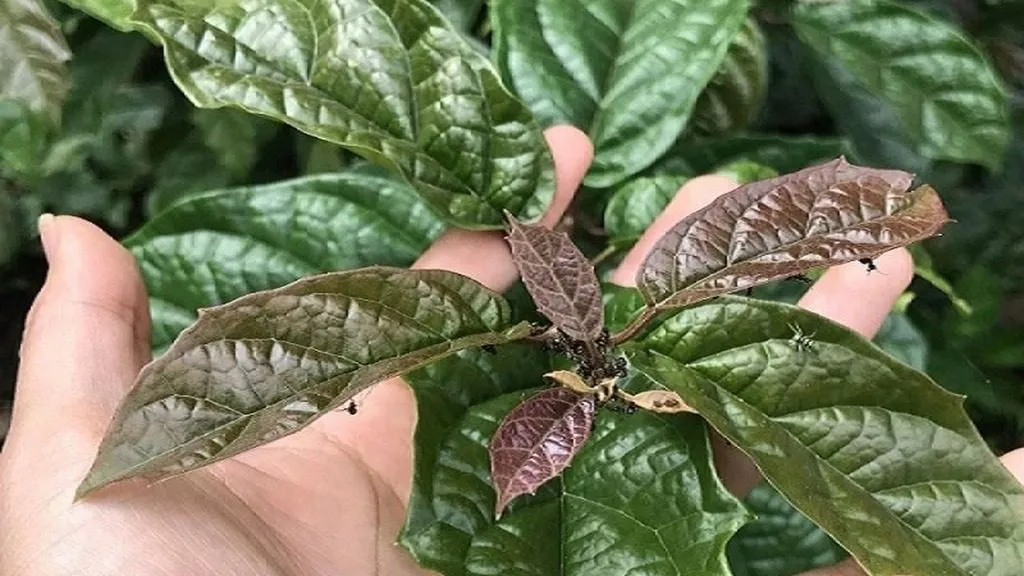 Cây xạ đen Hòa Bình tươi xanh nguồn dược liệu quý thiên nhiên