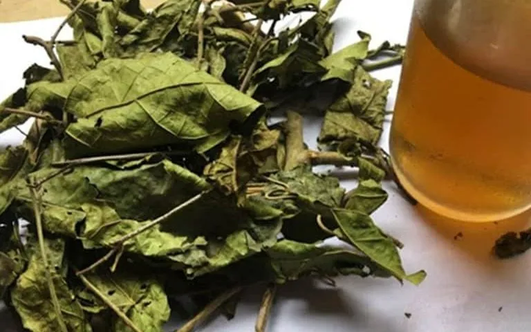 Lá xạ đen khô trở thành thảo dược quý trong y học dân gian