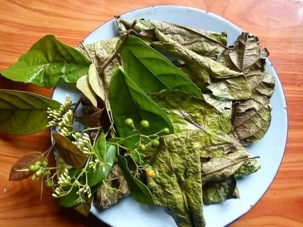 Lá xạ đen khô vị thuốc quý giúp thanh lọc và bảo vệ dạ dày