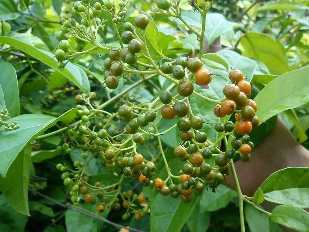 Trái xạ đen ăn được không