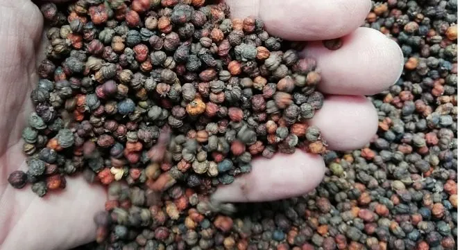 Trái xạ đen khô được dùng pha trà thanh lọc cơ thể