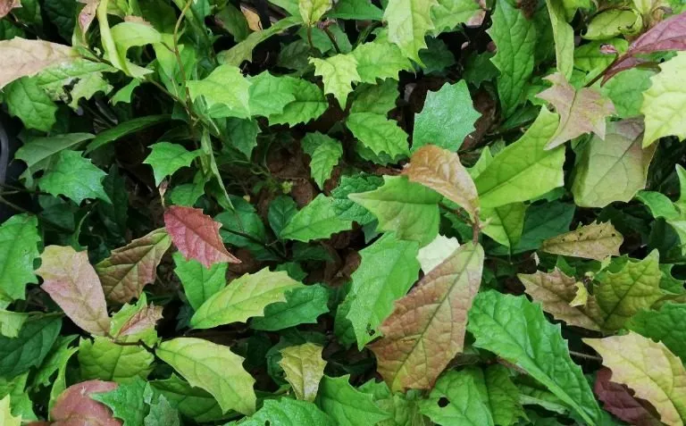 Xạ đen bao nhiêu tiền 1kg