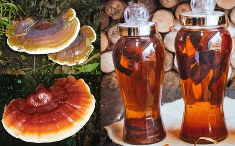 Cách ngâm rượu nấm linh chi với mật ong mang lại hương vị dịu ngọt dễ uống