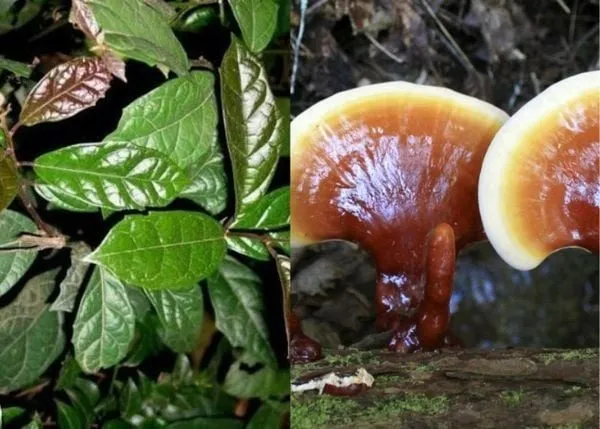 Sự hòa quyện tự nhiên từ các thảo dược truyền thống