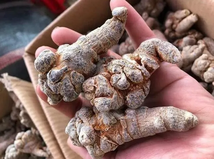 Tam thất loại nào tốt nhất? Phân biệt dựa trên màu, mùi và độ chắc của củ