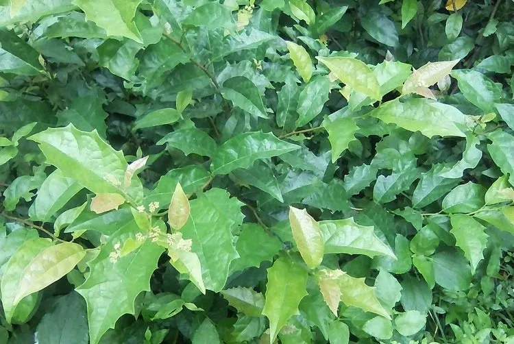 Xạ đen kết hợp với gì giúp tăng hiệu quả hỗ trợ sức khỏe