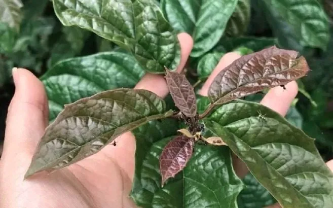 Xạ đen kết hợp với gì