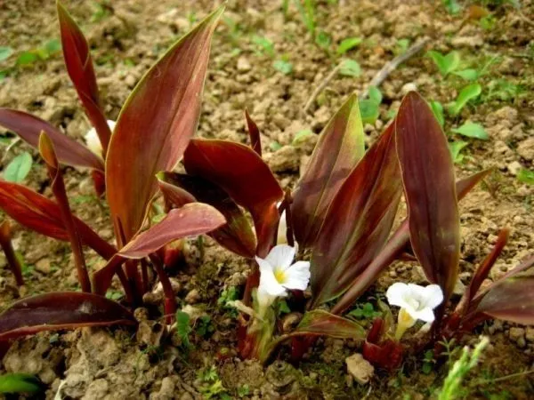 Công dụng phổ biến của cây tam thất nam