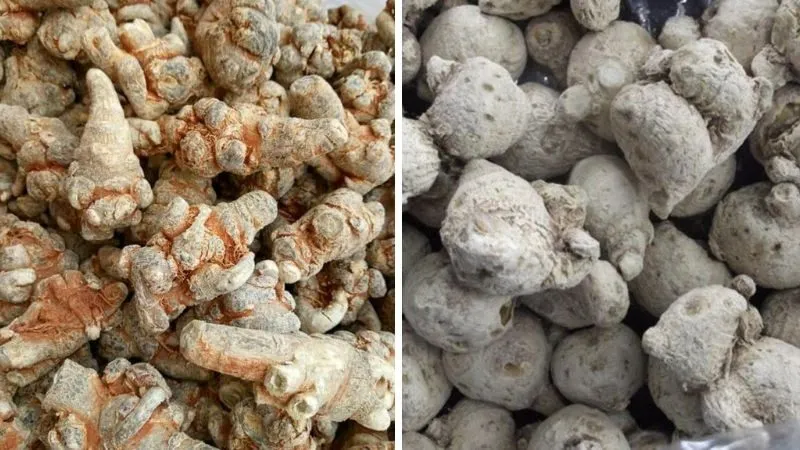 So sánh tam thất nam với tam thất bắc