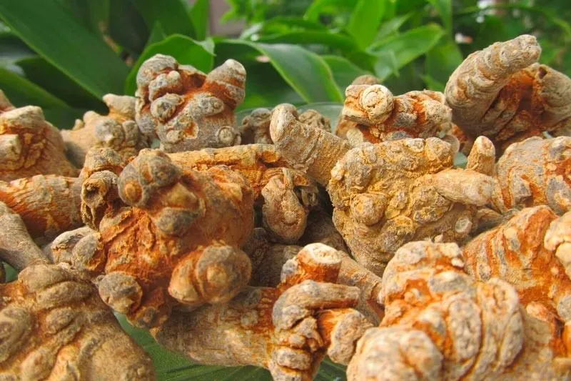 Tam thất bắc có tác dụng gì trong chăm sóc sức khỏe hằng ngày?