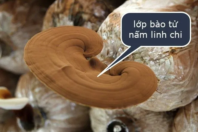 Bào tử nấm linh chi cần được xử lý đúng cách để cơ thể hấp thu hiệu quả