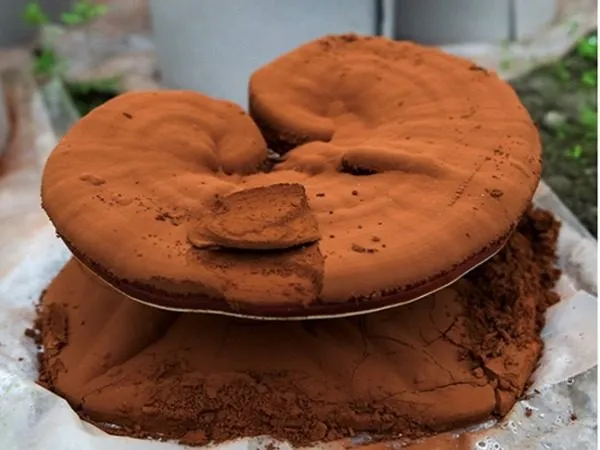 Bào tử nấm linh chi được xem là phần tinh túy nhất của nấm linh chi