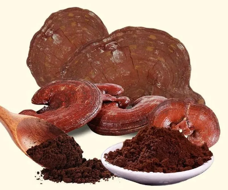 Bào tử nấm linh chi