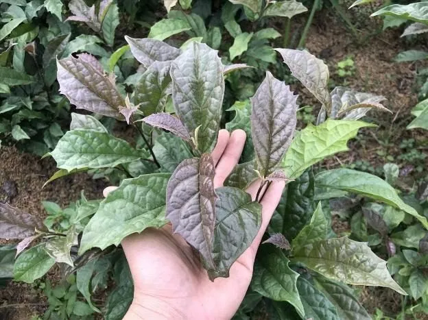 Cây xạ đen có ăn được không