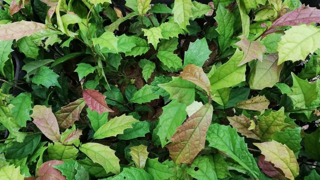 Thân và cành xạ đen khô nguyên vẹn, không ẩm mốc