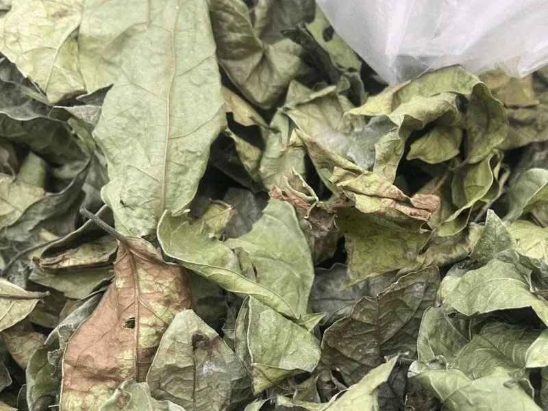 Cây xạ đen phơi khô được nhiều người dùng nấu nước uống hằng ngày