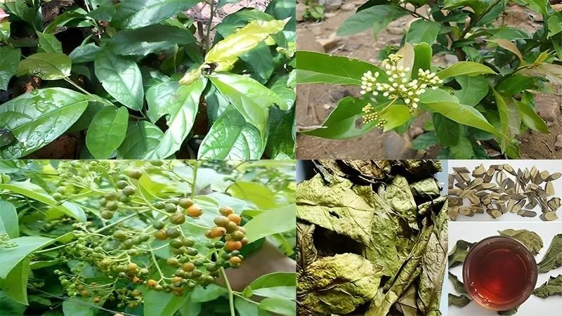 cây xạ đen trị bệnh gì