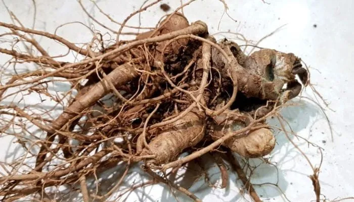 Dùng tam thất tươi hay khô tốt hơn cho từng nhu cầu?