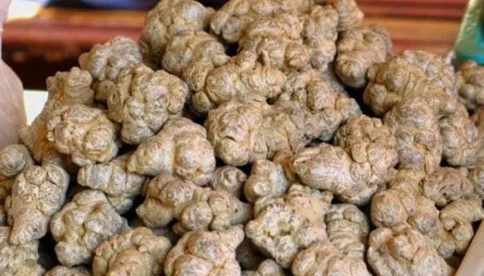 Dùng tam thất tươi hay khô tốt hơn