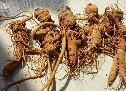 Hàm lượng dưỡng chất trong tam thất tươi rất cao