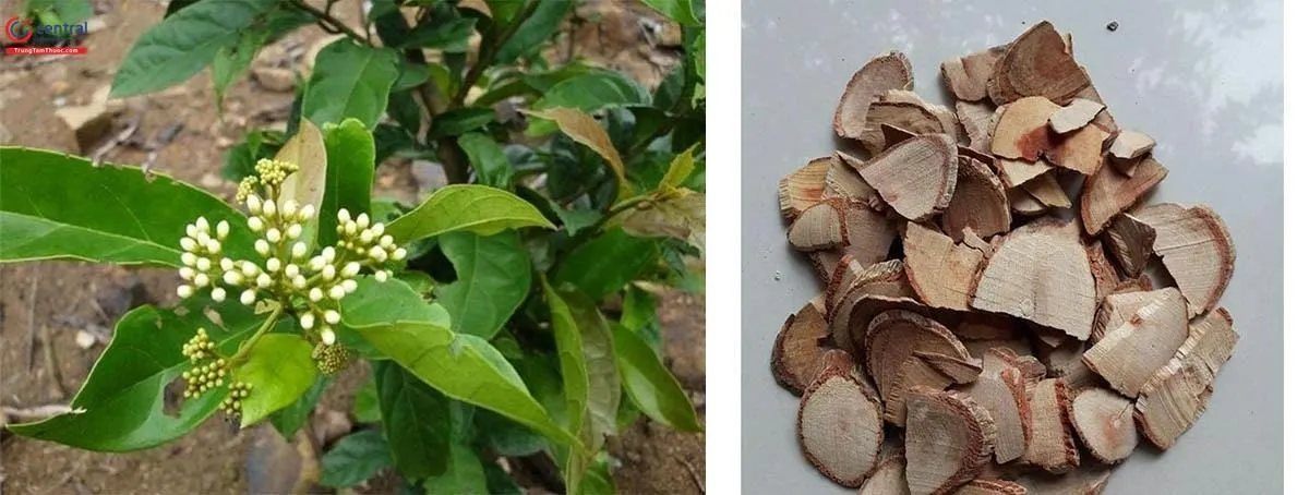 Kết hợp thảo dược đúng cách giúp hỗ trợ cơ thể từ bên trong