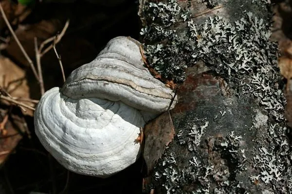 Nấm linh chi trắng tự nhiên, được nhiều người lựa chọn để chăm sóc sức khỏe