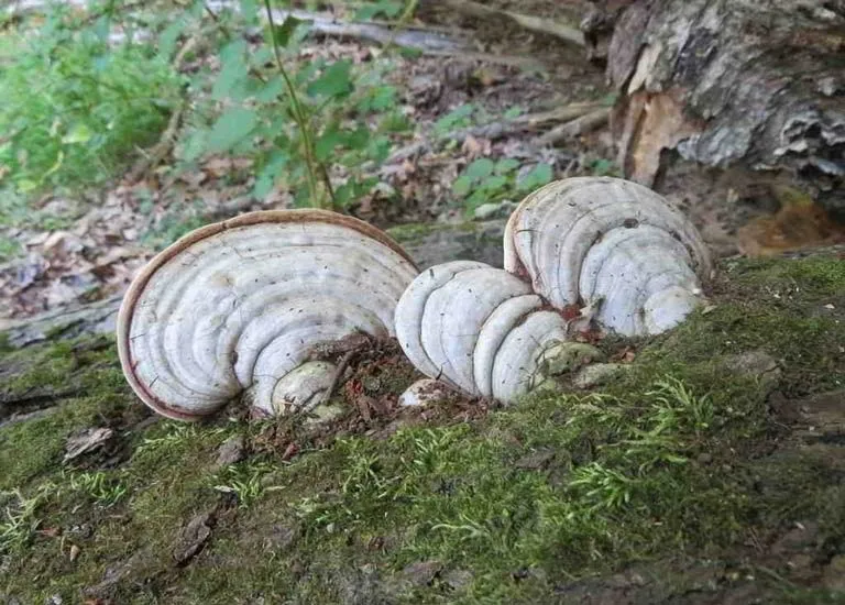 Nấm linh chi trắng