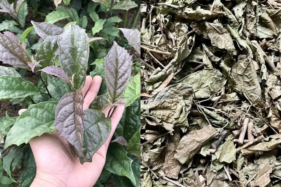 Nước xạ đen sau khi sắc, nên dùng trong ngày để đảm bảo chất lượng