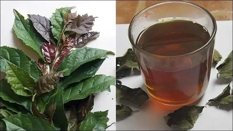 Nước xạ đen tam thất nấu đúng cách giúp dễ uống và an toàn hơn