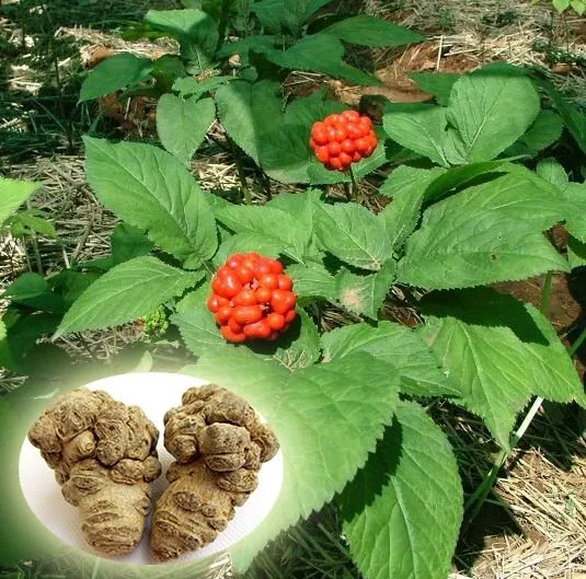 Trà tam thất xạ đen là gì?