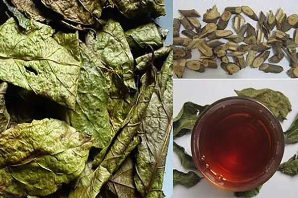 Trà xạ đen và bồ công anh dễ uống, phù hợp dùng hằng ngày