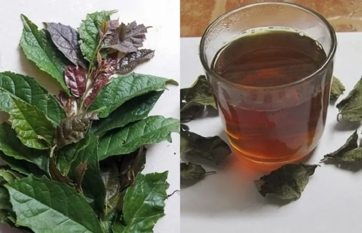 Uống nước xạ đen đều đặn giúp hỗ trợ chăm sóc sức khỏe tổng thể