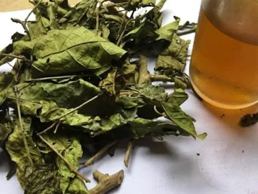 Uống nước xạ đen hàng ngày có tốt không