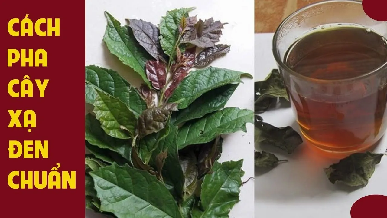 Uống xạ đen đúng thời điểm giúp cơ thể hấp thu tốt hơn