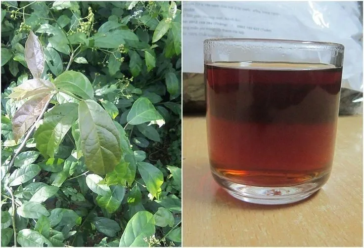 Uống xạ đen vào thời điểm nào là tốt nhất