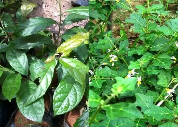 Xạ đen và cà gai leo là thảo dược quen thuộc trong chăm sóc sức khỏe