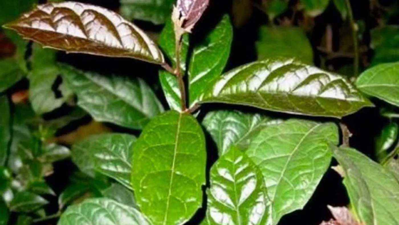 Xạ đen hỗ trợ tăng cường đề kháng cho người suy thận